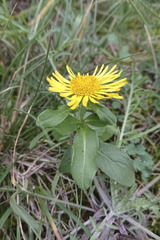 Pentanema britannica