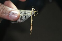 Palpares libelluloides