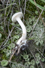 Agrocybe molesta