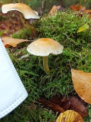 Hypholoma capnoides