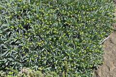 Euphorbia loricata