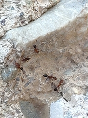 Monomorium bicolor