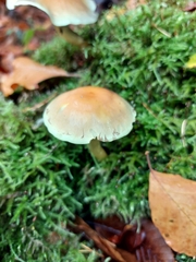 Hypholoma capnoides