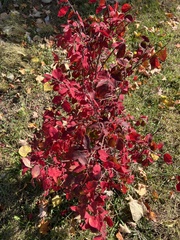 Cotinus coggygria