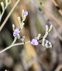 Limonium carolinianum