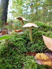 Hypholoma capnoides