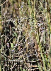 Limonium carolinianum