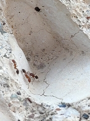 Monomorium bicolor