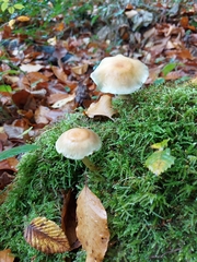 Hypholoma capnoides