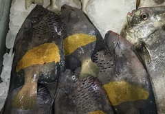 Pomacanthus maculosus