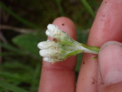 Antennaria howellii