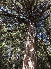 Calocedrus decurrens