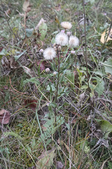 Erigeron acris acris
