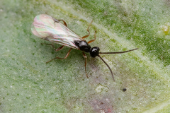 Proctotrupidae