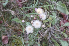 Erigeron acris acris