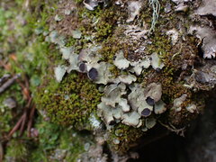 Peltigera venosa