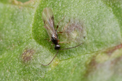 Proctotrupidae