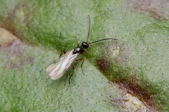 Proctotrupidae