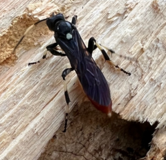 Protichneumon grandis