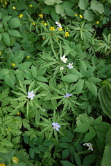 Ranunculus monophyllus