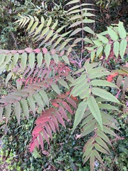 Rhus