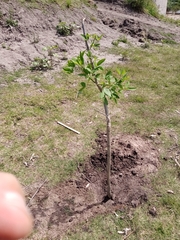 Erythrina crista-galli