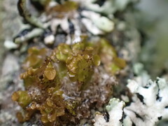 Tuckermanopsis orbata