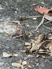 Pholidoscelis exsul
