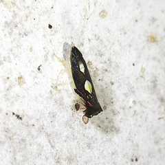 Diedrocephala variegata