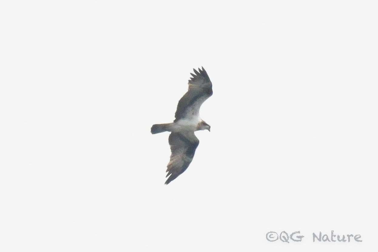 Osprey