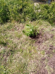 Erythrina crista-galli