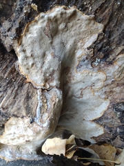Inonotus glomeratus