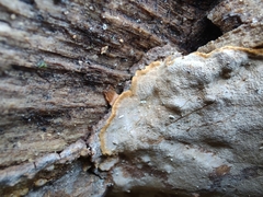 Inonotus glomeratus