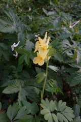 Corydalis bracteata