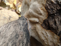 Inonotus glomeratus