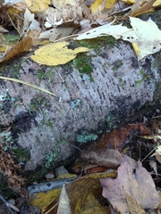 Inonotus glomeratus