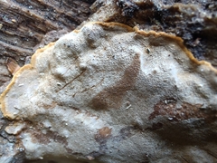 Inonotus glomeratus