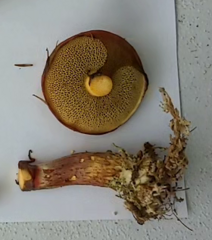 Suillus spectabilis