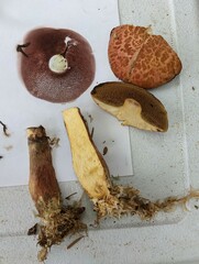 Suillus spectabilis