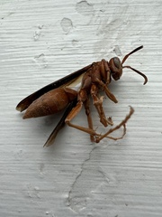 Polistes rubiginosus