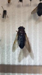 Tabanidae