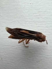 Polistes rubiginosus