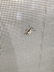 Leptostylus asperatus