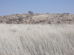 Eragrostis rotifer