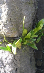 Microsorum pustulatum