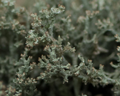 Cladonia atlantica