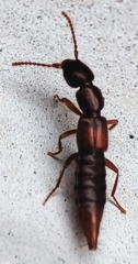 Staphylinidae