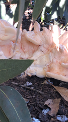 Laetiporus gilbertsonii