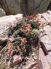 Eriogonum jamesii