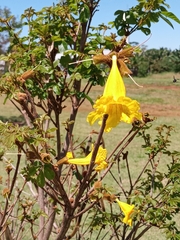 Handroanthus